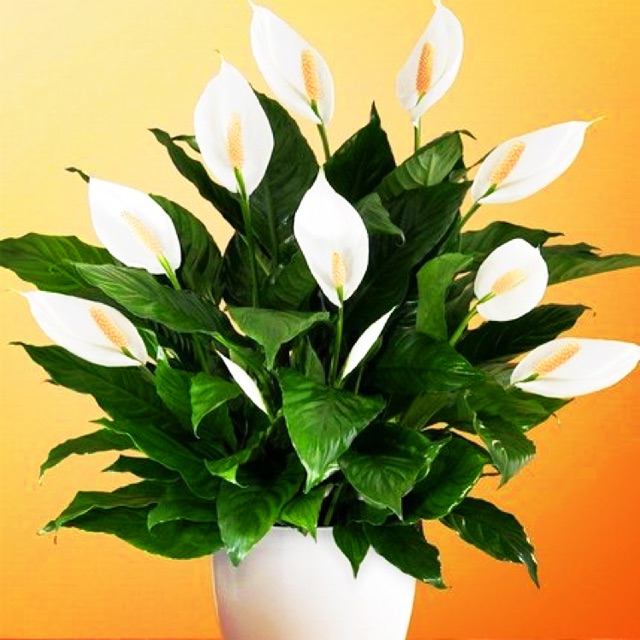 🌱🌱anak pokok peace lily🌱🌱  Shopee Malaysia