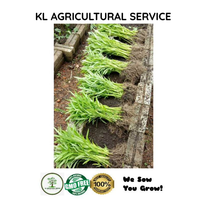 Buy READY STOCK !! BENIH KANGKONG/ WATER SPINACH SEEDS HOT SALE 