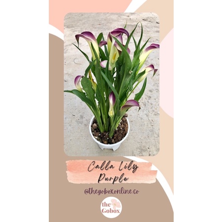 Pokok Hiasan/Indoor Plants Real Live Pokok Calla Lily Purple Cream 