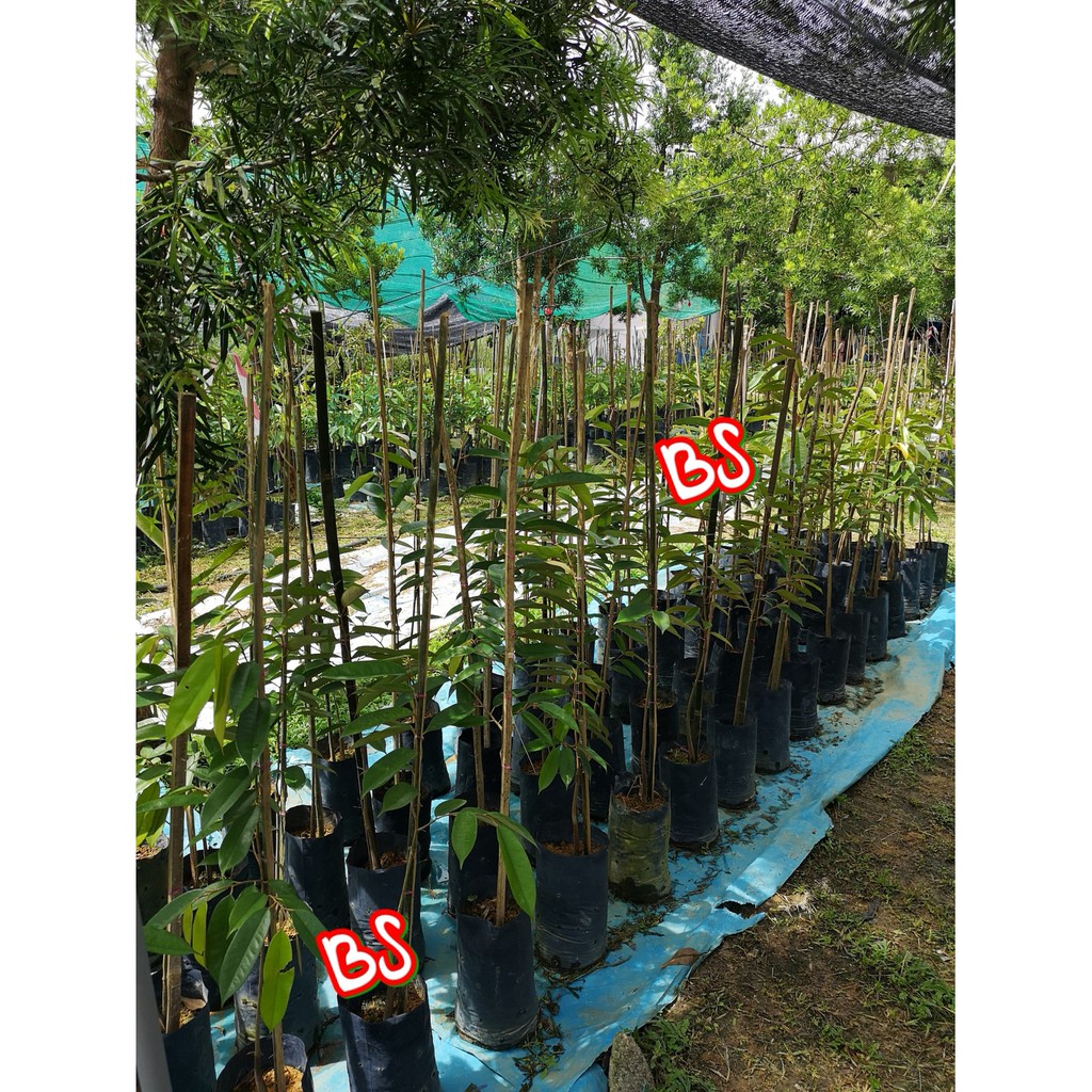 Anak Pokok Durian D200 / Orchee / Duri Hitam / Black Thorn ...