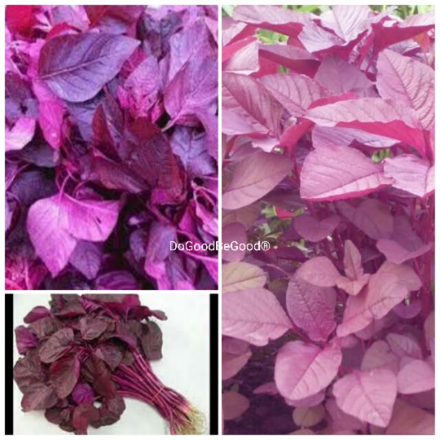 2 3gramsred Purple Spinach Seeds Biji Benih Bayam Merah Ungu Shopee Malaysia