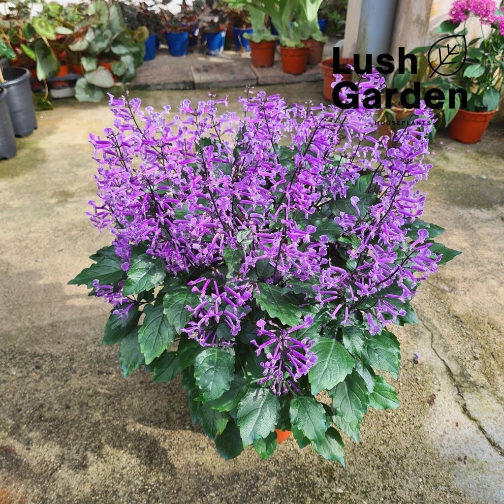 Ajuga Mona Lavender Bugleweed Pokok Bunga Hidup Mm Pot