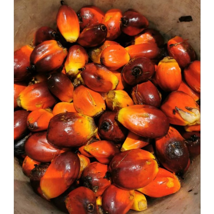 Buah KELAPA SAWIT(Oil Palm Kernel) biji sawit | Shopee Malaysia