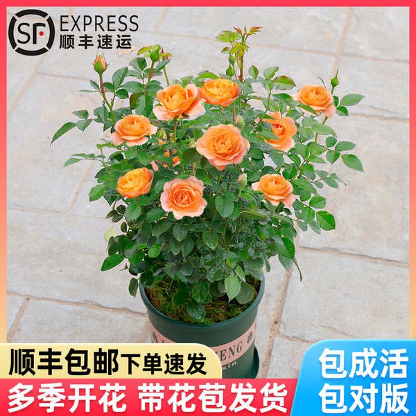 月季特大花浓香果汁阳台庭院花卉植物蔷薇花爬藤四季玫瑰花苗盆栽
