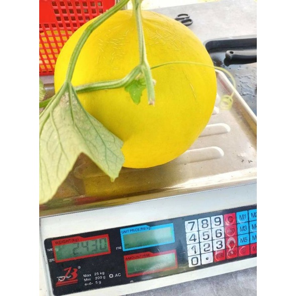 Sweet GOLDEN ORANGE MELON F1 Hybrid [ 1Biji ] | Golden Melon Oren Manis