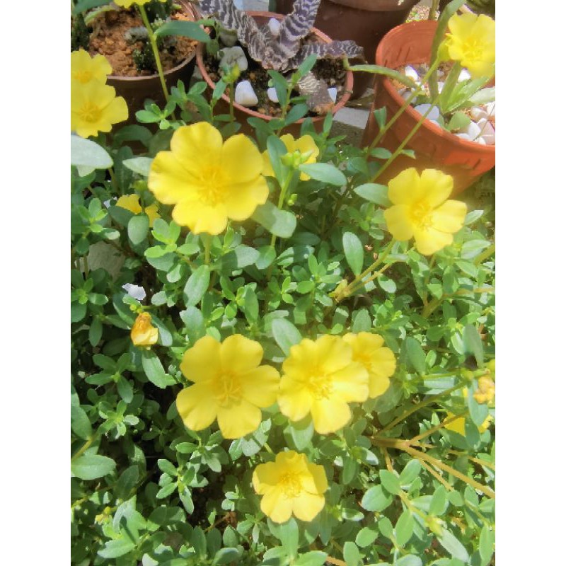 Rose Jepun bungs Kuning,Inggeris-Portulaca grandiflora, bunga 