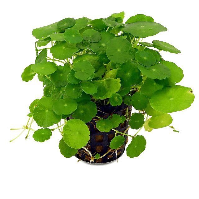 Hydrocotyle Verticilata Pot Aquascape  Aquarium Vivarium 