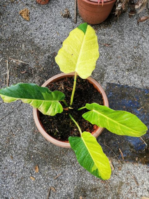 Philodendron Jungle Fever Variegated Perorder Shopee Malaysia