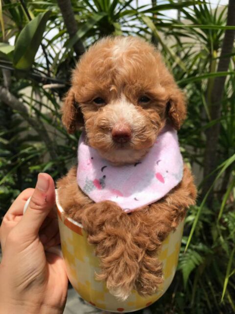 Teacup Poodle Shopee Malaysia