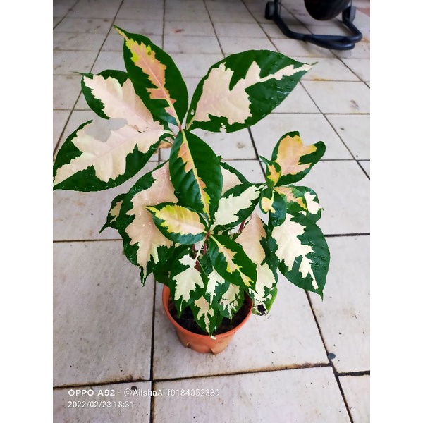 pokok puding croton jamaican Shopee Malaysia