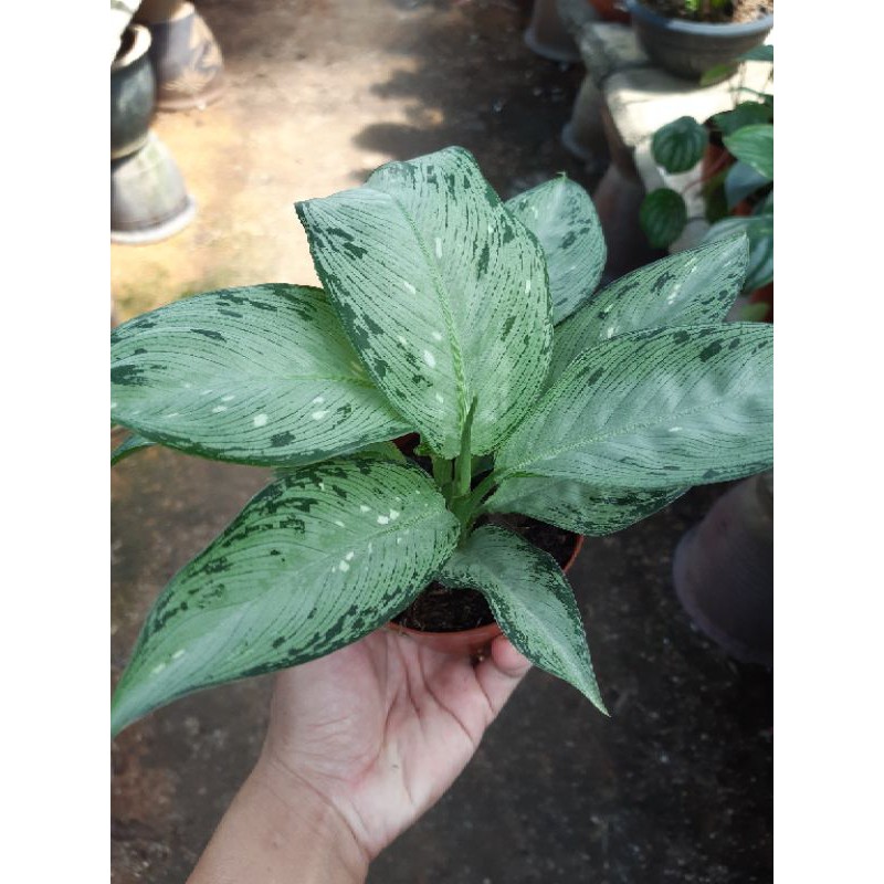 Dieffenbachia Silver Shopee Malaysia