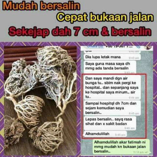 Akar Siti Fatimah Dari Mekah Shopee Malaysia