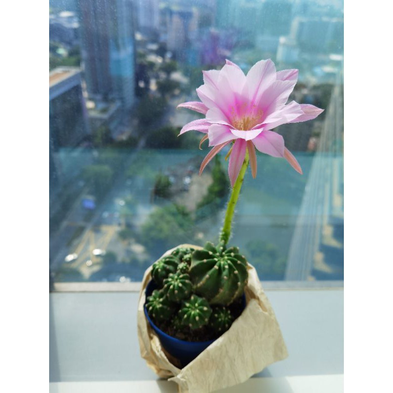 Echinopsis Eyriesii Cactus Plant Succulents 王冠短毛丸仙人球ready Stock Shopee Malaysia