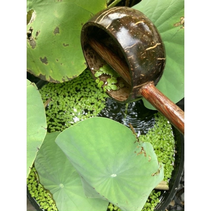 Large coconut shell to scoop water, used in spas (Thick grade 1 product)
