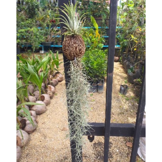 Air plant pokok angin Spanish moss janggut adam | Shopee Malaysia