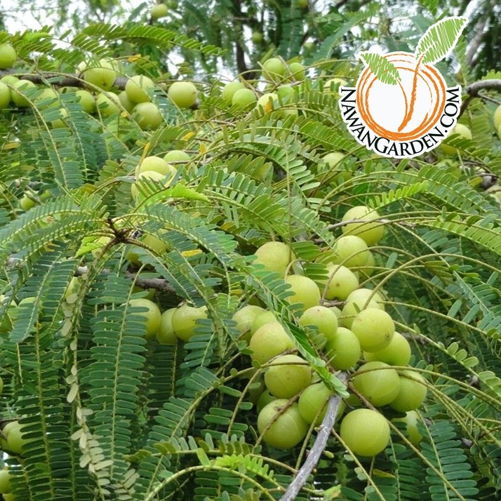 Rare Anak Pokok Malaka Live Plant Melaka Indian Gooseberry Phyllanthus Emblica Shopee Malaysia