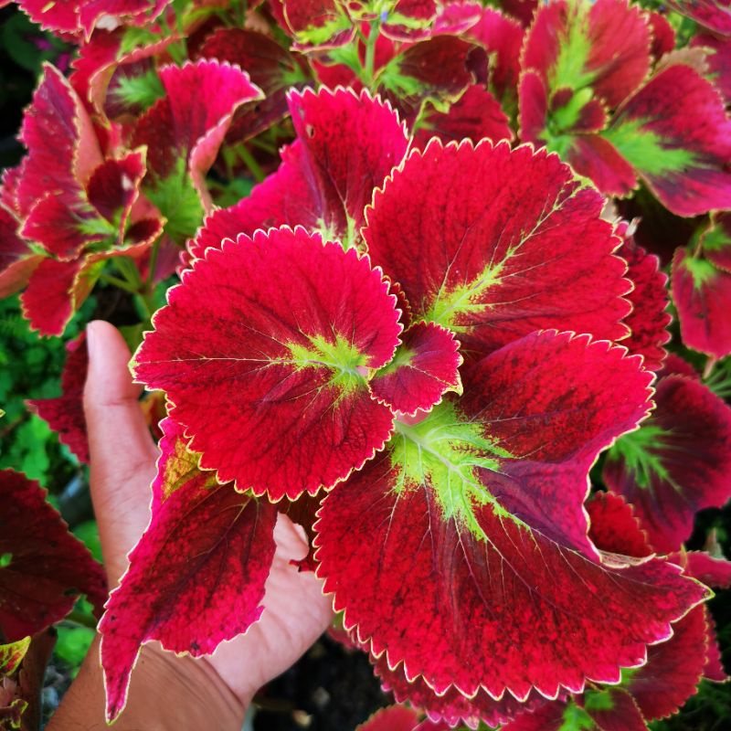 Pokok Hiasan Merah (Darat) | Shopee Malaysia