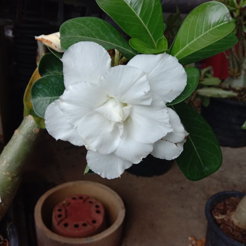 pokok bunga kemboja warna putih | Shopee Malaysia