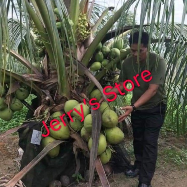 Benih Kelapa Rendah Sgg Tacunan Dan Mataq Garden Items For Sale In Seremban Negeri Sembilan Mudah My