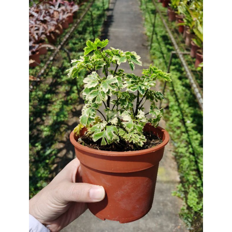 Polyscia Dwarf Variegate, Snowflake Ming Aralia, Polyscias Fruticosa