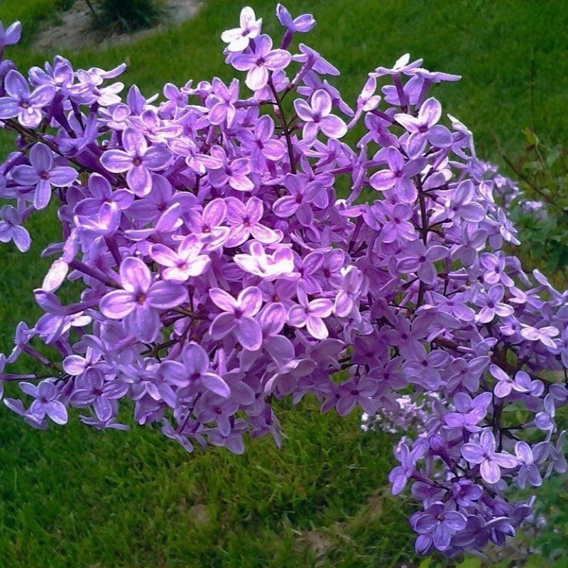 Ready Stock Biji Benih Bunga Lilac Flower seeds Lilac  