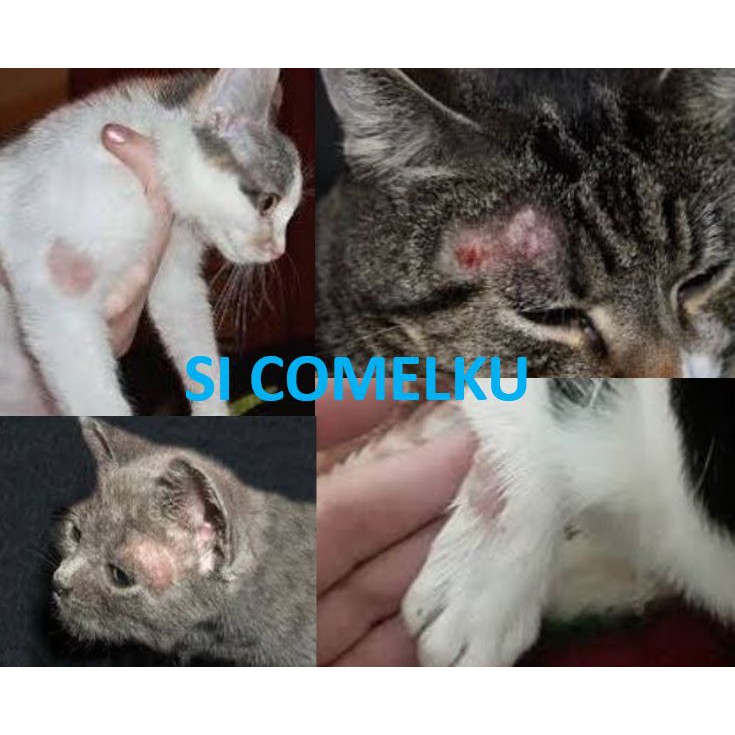 Ubat Kurap/ Ringworm / Fungus Kucing / Dog Fungal / Bulu gugur 