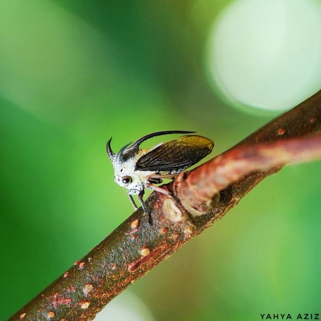 nikon l810 macro lens buy