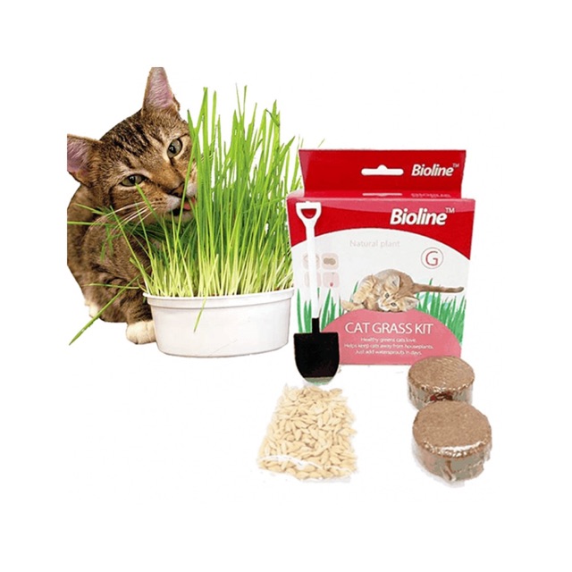 cat grass kit
