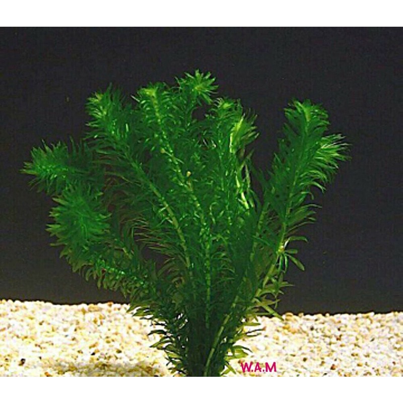 Buy Water Plant For Sell Betta Guppy Seetracker Malaysia