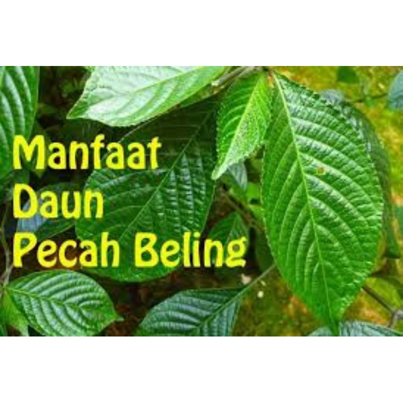 Pokok Pecah Kacapecah Beling Shopee Malaysia 4519