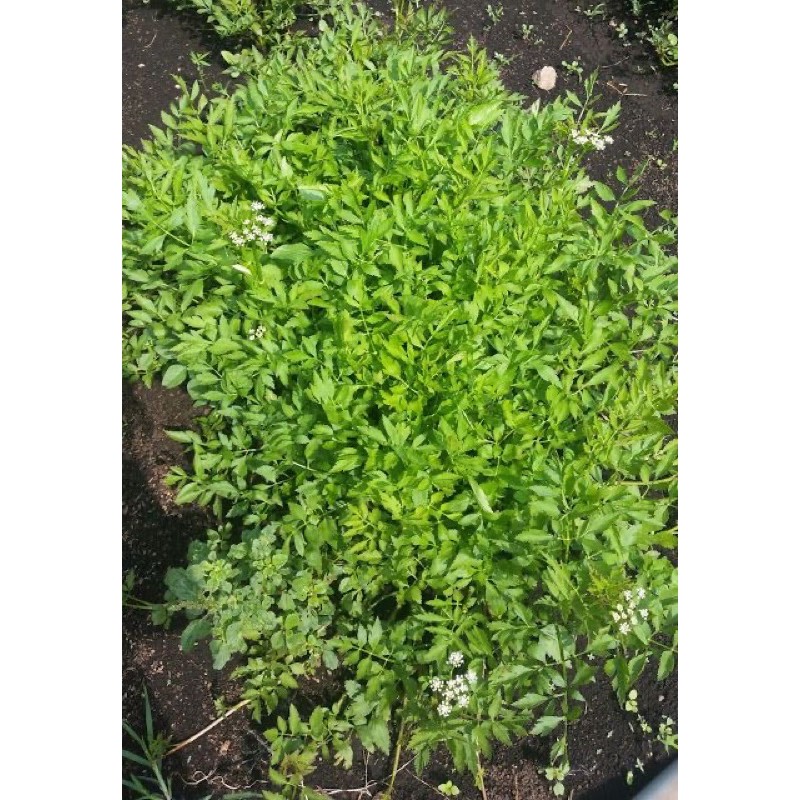 ANAK POKOK “ULAM SELOM” • 1 PASU 🌿 Raja Segala Jenis