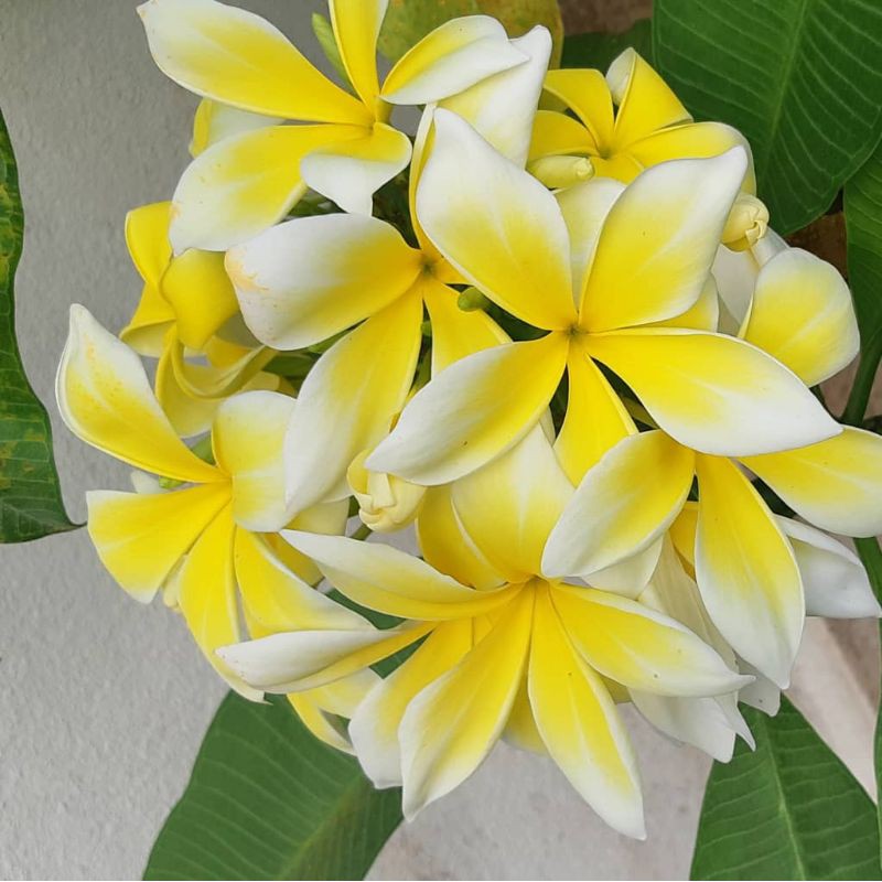 Buy Frangipani White Yellow Color Cutting Without Root Keratan Pokok Kemboja Bunga Putih Kuning Tanpa Akar Seetracker Malaysia