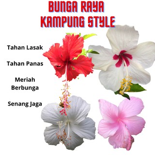 bunga raya putih kampung  Shopee Malaysia