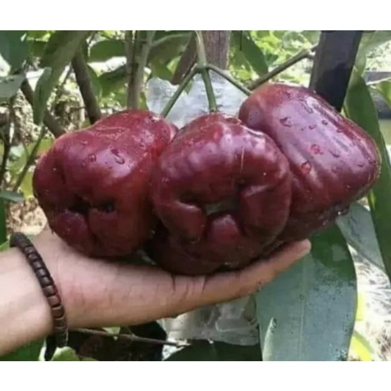 Buy Pokok Jambu Air Dalhari Hybrid Thai 100 Ori Seetracker Malaysia