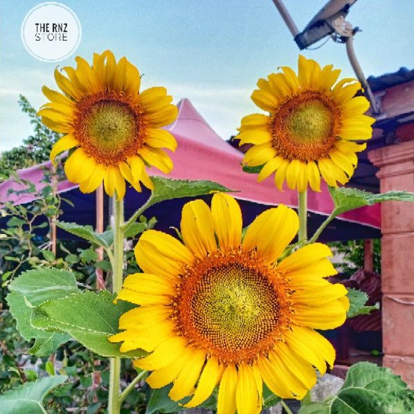 Biji Benih Bunga Matahari Besar / Giant Sunflower/ Velvet ...