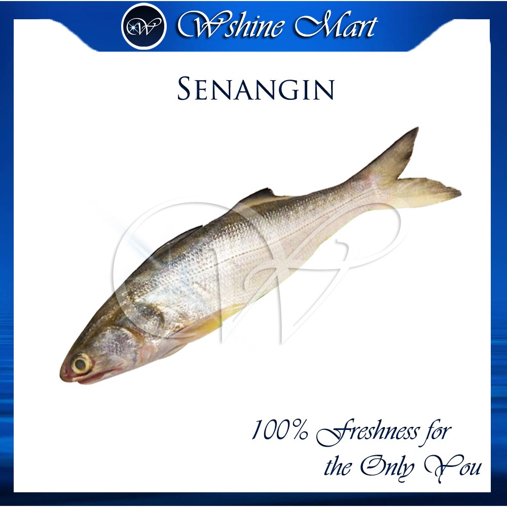 Buy 100 Segar Ikan Senangin Senangin Fish Threadfin Fish Fresh Seafood Local Wild Catch 100 Local Seafood Ma Yao Seetracker Malaysia