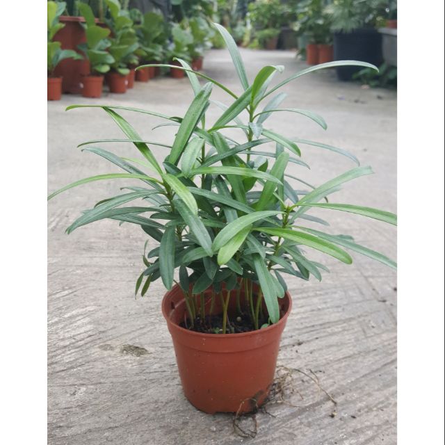 mini potted plants malaysia