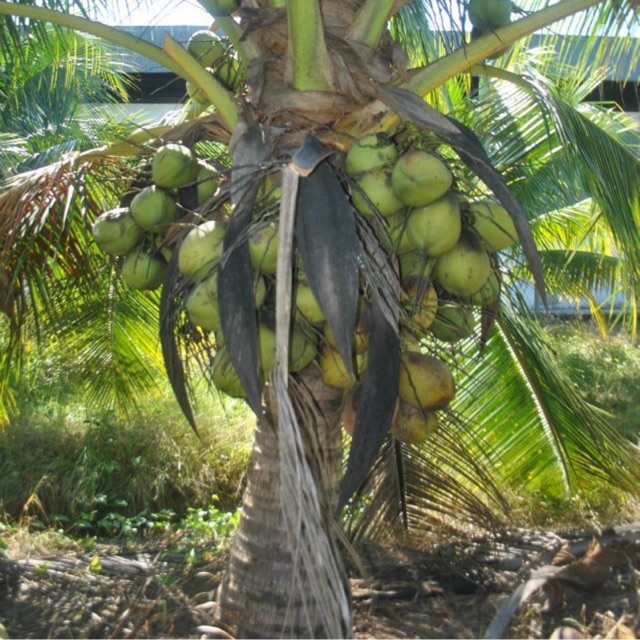 Baja Pokok  Kelapa  Matag Pandan  DLL  Shopee Malaysia