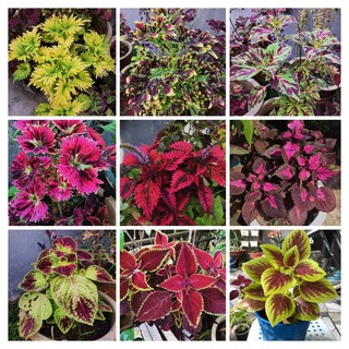 Buy Pokok Ati Ati Coleus Seetracker Malaysia