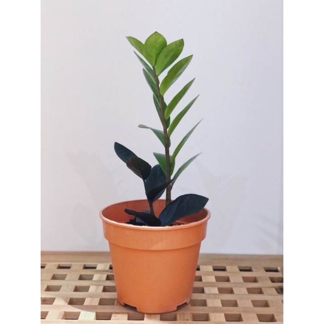 Ready Stock Indoor Plant Black Raven Zz Plant Zamioculcas Zamiifolia Black Raven Money Plant 金钱树 Shopee Malaysia