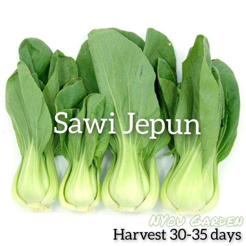 Biji Benih Sawi Jepun Pak Choi Seed Tuaian 30 35 Hari Shopee Malaysia