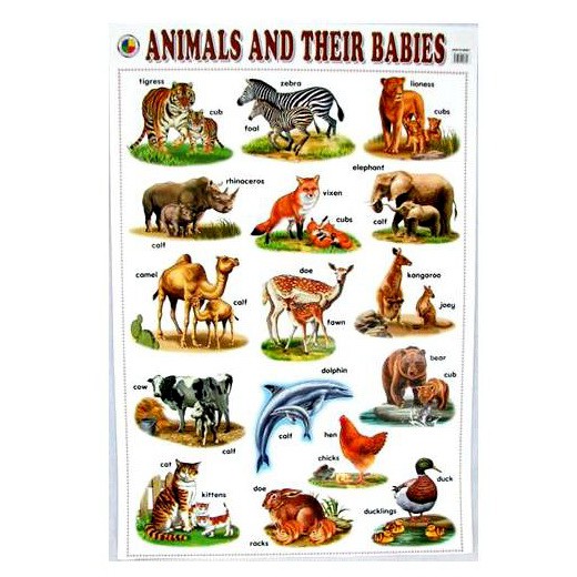 Poster Animals and Their Babies MTM/8310 | Shopee Malaysia