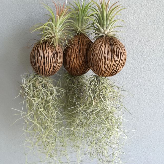 Pokok Hiasan Janggut Adam Decorative Plant Shopee Malaysia