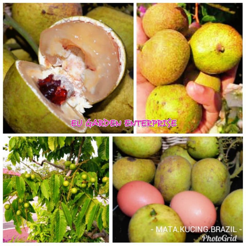 Pokok Buah Matoa ( Longan / Mata Kucing Brazil )  Shopee Malaysia