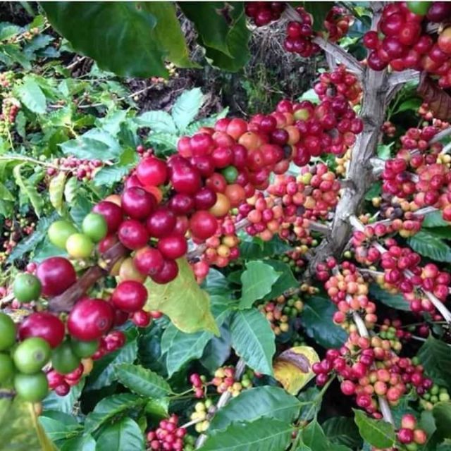  Pokok kopi  Arabica Arabica Shopee Malaysia