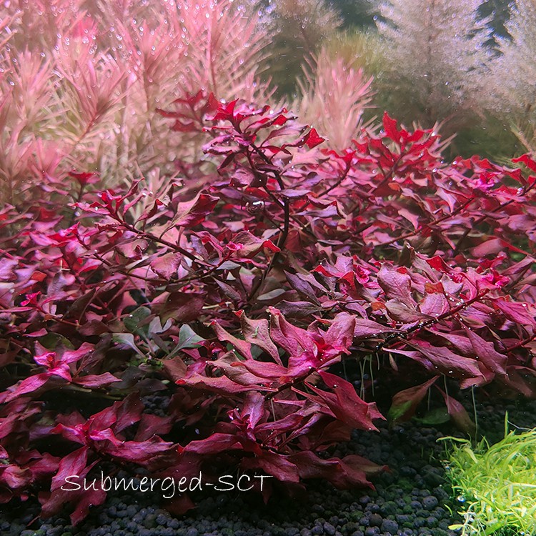 Aquatic Plants Ludwigia Sp Super Red 玫瑰叶底红 Emerged