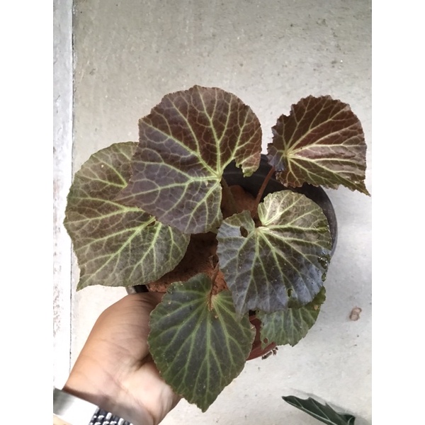 Begonia U514 Pokok Asam batu Indoor Outdoor Plant Shopee Malaysia