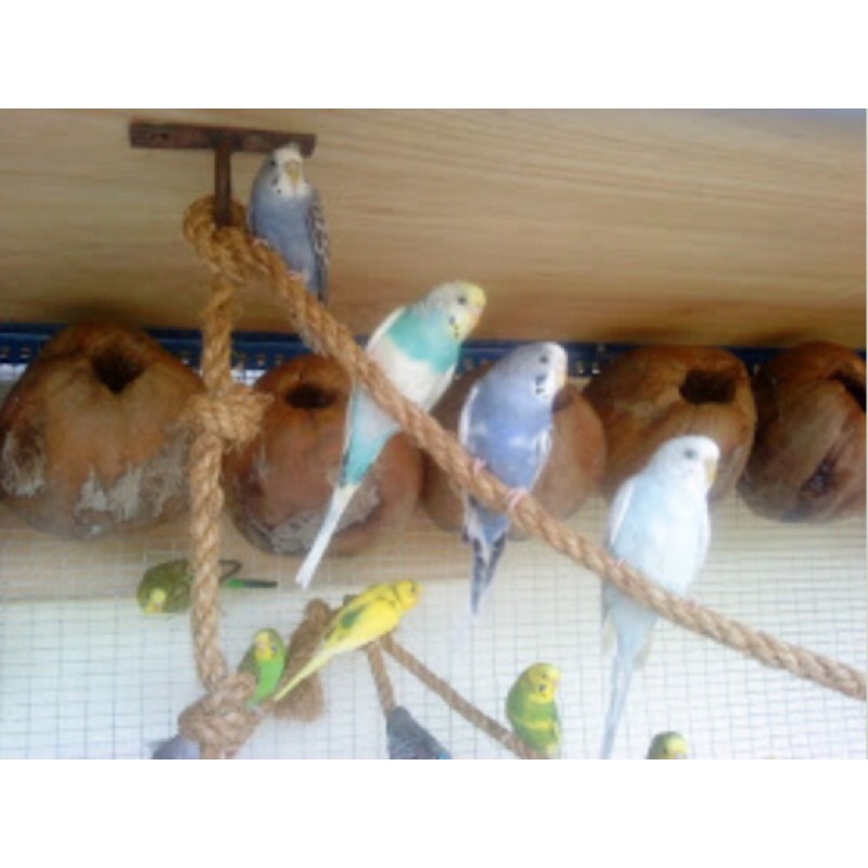 Kelapa Untuk Sarang Burung Baji Ready Stok Shopee Malaysia
