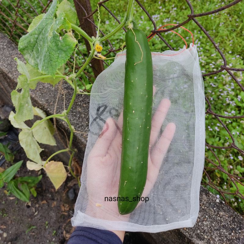Biji Benih Timun Jepun 12pcs Japanese Cucumber Seeds Vegetable Seed