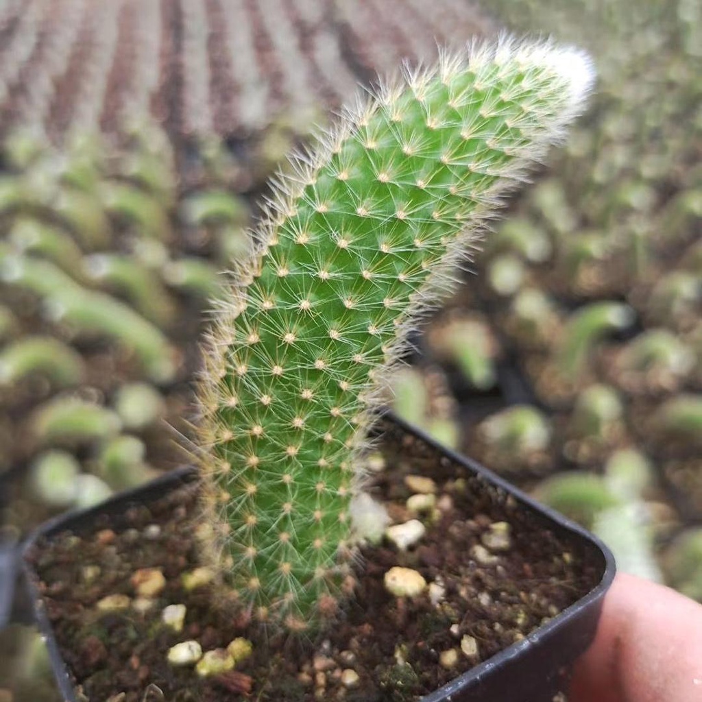 云南进口精品多肉九尾狐花九尾狐猴尾柱仙人掌类软毛仙人球yunnan Imported Fine Succulent Nine Tailed Fox Flo Shopee Malaysia